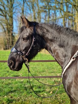 Edix ED4 hackamore hoofdstel Hack-Q&reg; Classic zwart