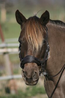 Edix ED4 hackamore hoofdstel Hack-Q&reg; Jazz bruin