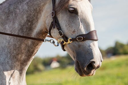 Edix Hack-Q hackamore scharen brass