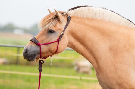 Edix knopenhalster Resi bruin/bordeaux