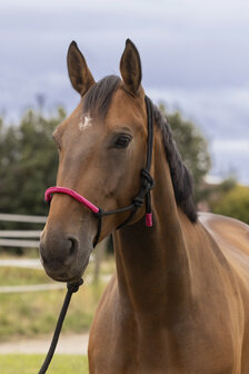 Norton touwhalster met halstertouw fuchsia