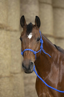 Norton touwhalster met halstertouw blauw/wit/zwart