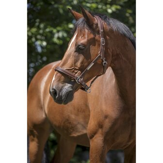 Norton Pro &quot;Grooming&quot; leren halster havanna