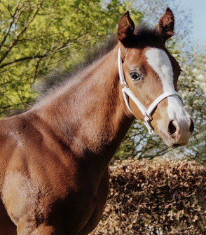 Waldhausen leren veulen halster wit