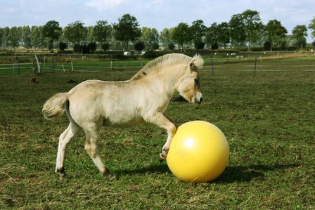 Maximus Power Play Ball