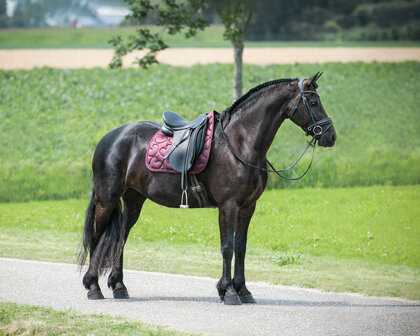 QHP zadeldek Lily bordeaux