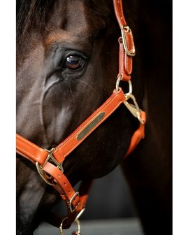 HB Showtime leren halster Horse Name cognac