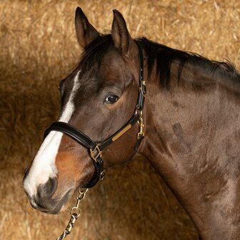 Harry&#039;s Horse leren halster Anatomic zwart