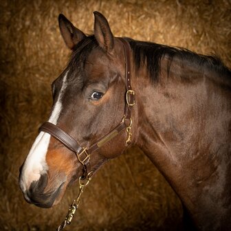 Harry&#039;s Horse leren halster Anatomic bruin