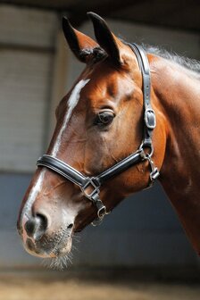 Harry&#039;s Horse leren halster met bies zwart/zilver