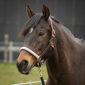 Harry&#039;s Horse leren halster Broadway