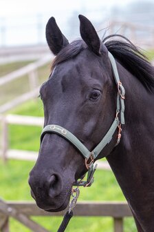 Harry&#039;s Horse halster Bit groen