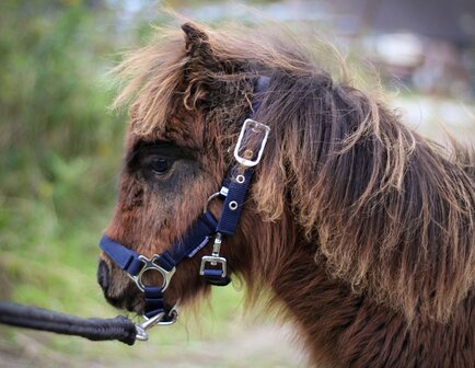 Harry&#039;s Horse veulenhalster Padded navy