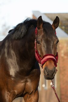 Harry&#039;s Horse halster set Denici Cavalli Scabiosa