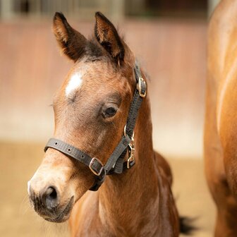 Harry&#039;s Horse veulenhalster zwart