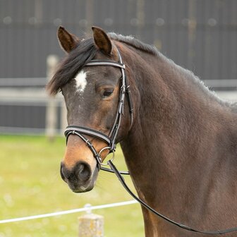 Harry&#039;s Horse hoofdstel Two-Tone