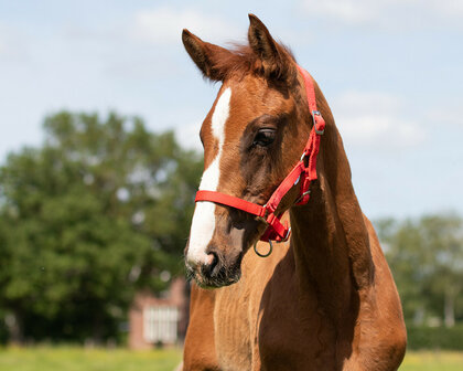 QHP veulenhalster rood