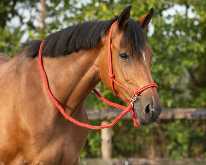 QHP touwhalster met teugels rood