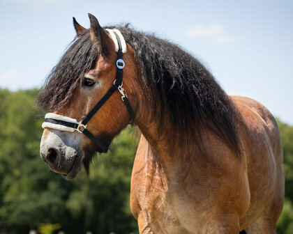 QHP Trekpaard halster Cali zwart