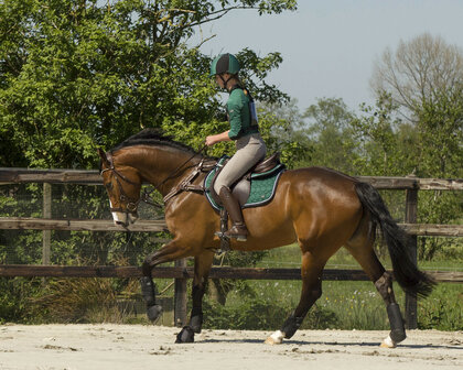 QHP Eventing beenbeschermers Technical achterbenen zwart