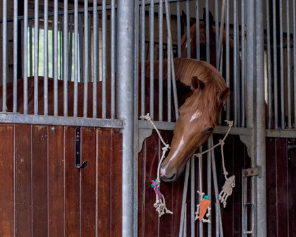 QHP paardenspeelgoed boxhanger