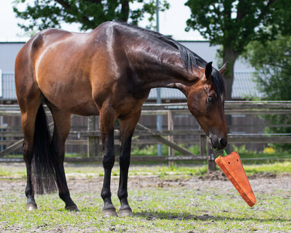 QHP paardenspeelgoed XL