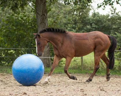 QHP paardenvoetbal blauw