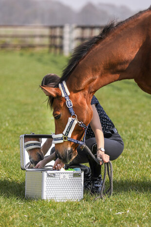 Imperial Riding poetsbox Shiny zilver