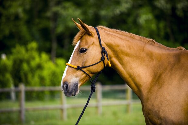 Norton touwhalster met halstertouw neon oranje