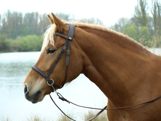 Barefoot bitloos hoofdstel kaakgekruisd Walnut bruin