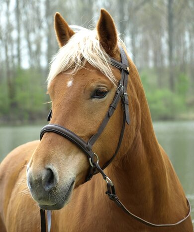 Barefoot bitloos hoofdstel kaakgekruisd Walnut bruin