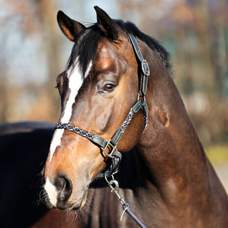 Kavalkade leren halster Tessa antraciet/navy/wit