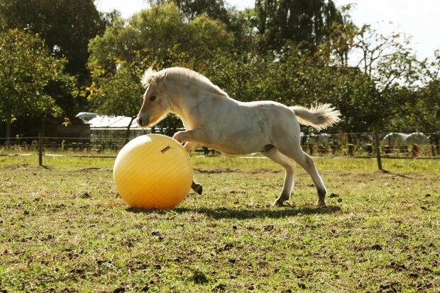 Maximus Power Play Ball