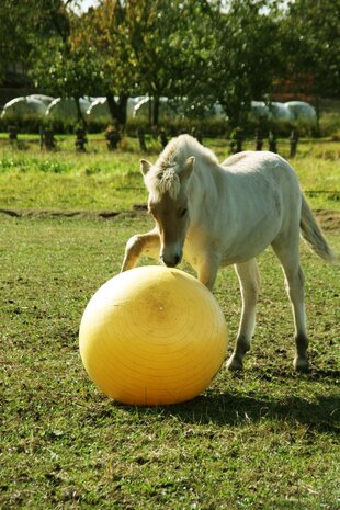 Maximus Power Play Ball