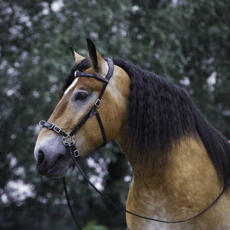 FRA bitloos hackamore hoofdstel Caval zwart