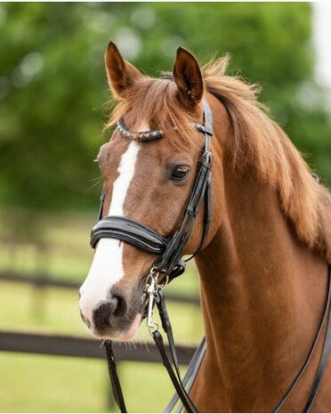 HB stang&trens Showtime hoofdstel All You Needed zwart/goud glitter