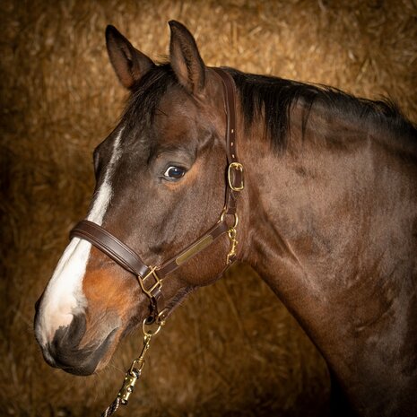 Harry's Horse leren halster Anatomic bruin