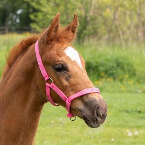 Harry's Horse veulenhalster lichtroze