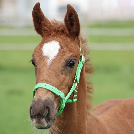 Harry's Horse veulenhalster lime