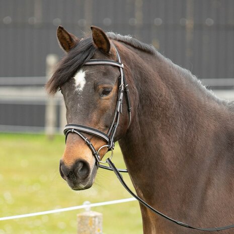 Harry's Horse hoofdstel Two-Tone