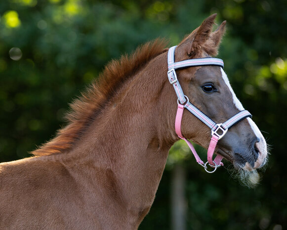 QHP veulenhalster Flore met frontriem flamingo roze