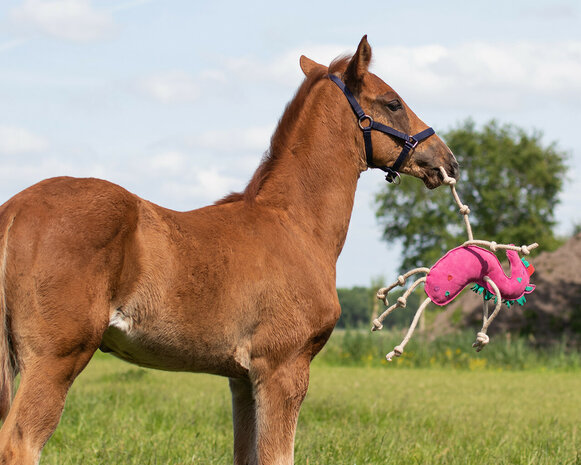 QHP paardenspeelgoed Unicorn